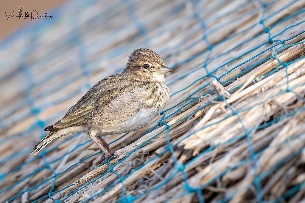 Sand Lark
